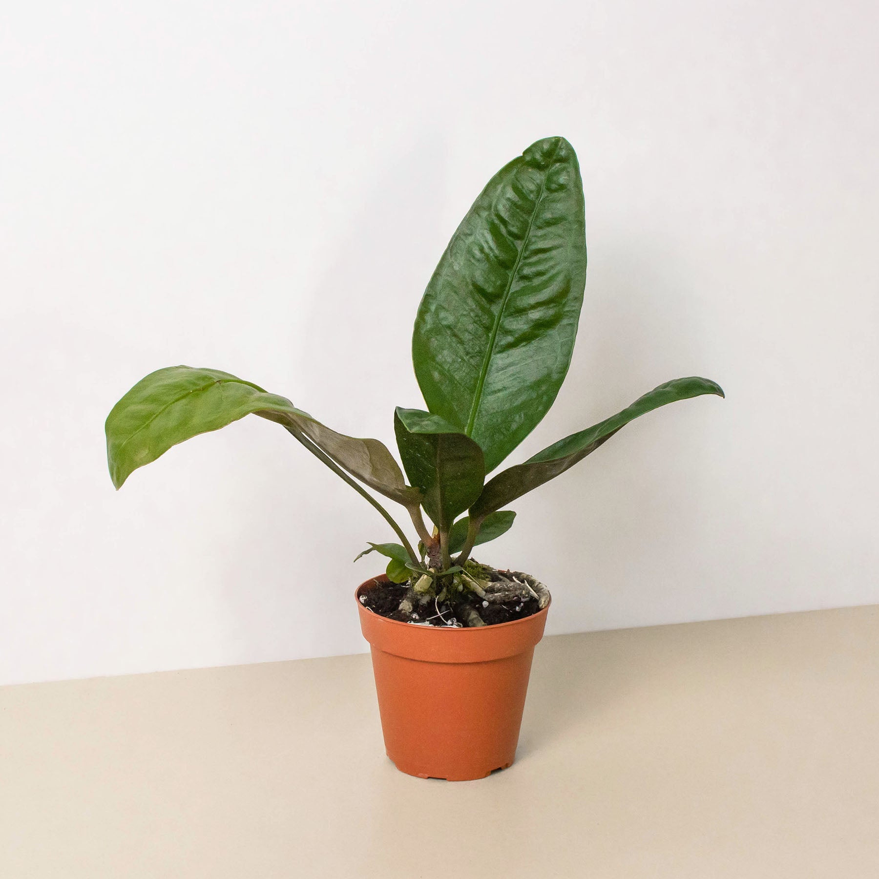anthurium superbum Anthurium 'Superbum' – Northern Ridge Nursery
