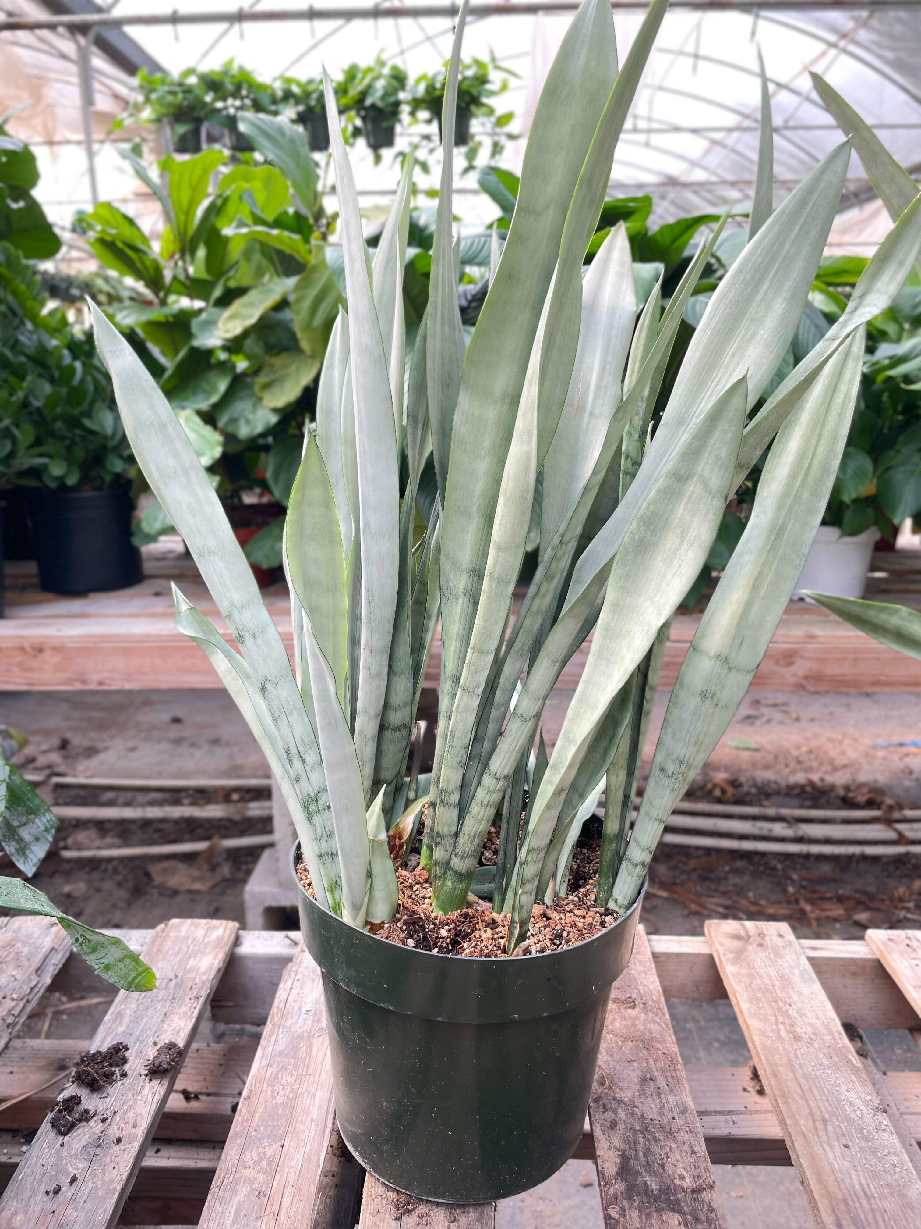 silver snake plant Snake Plant 'Metallica'