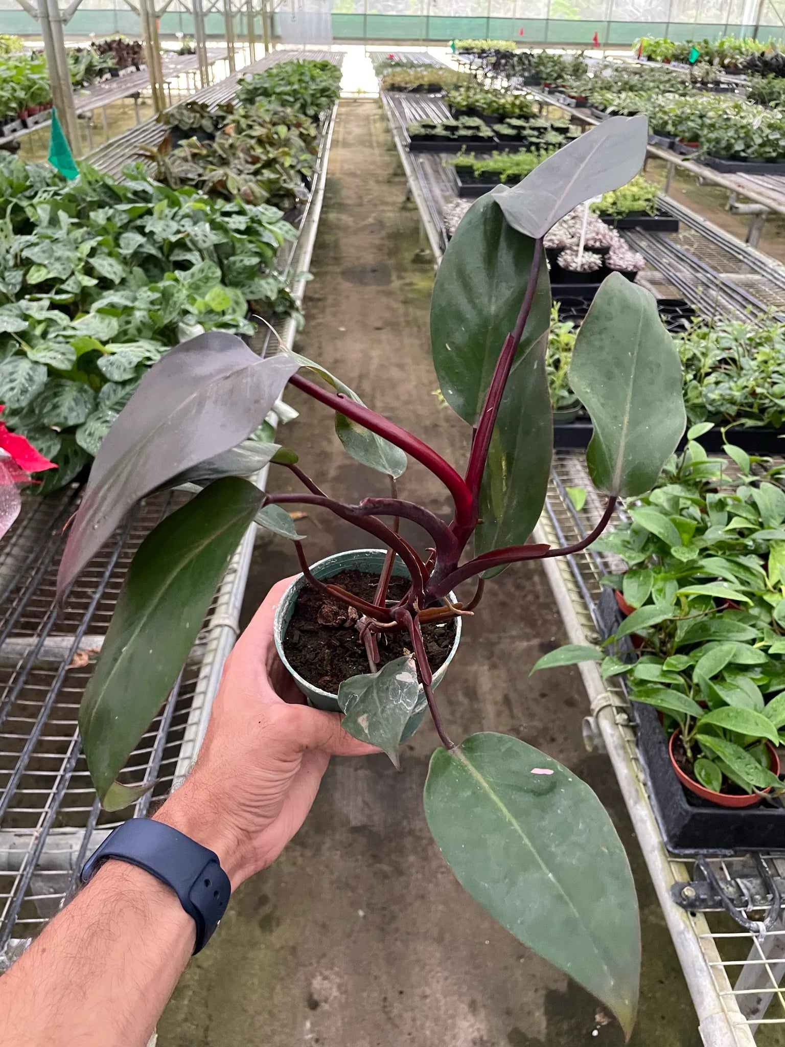 burgundy red leaf philodendron Philodendron 'Burgundy Princess' (Reverted Pink Princess)