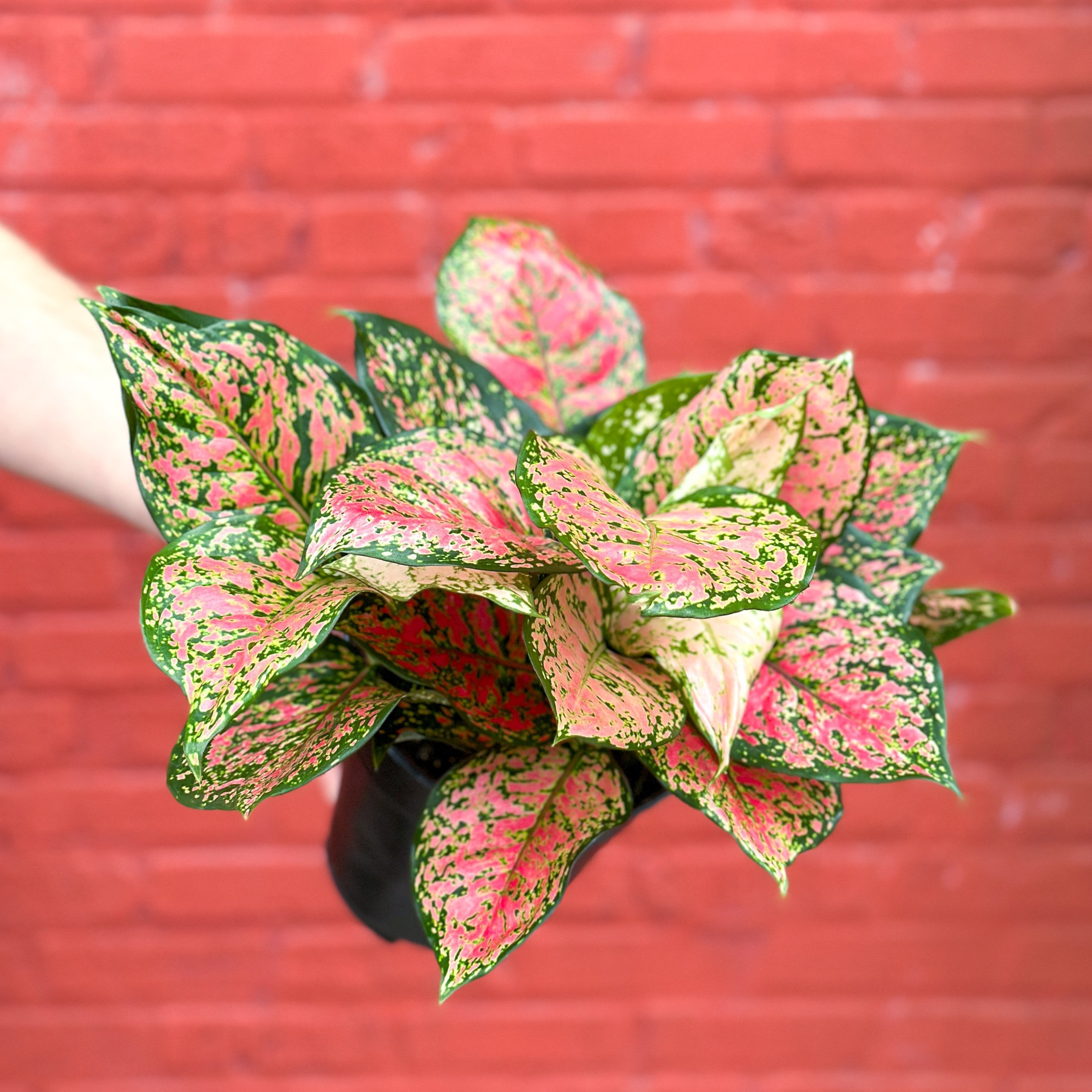Aglaonema 'Anyamanee' - Red Heart Chinese Evergreen - 6 Inch