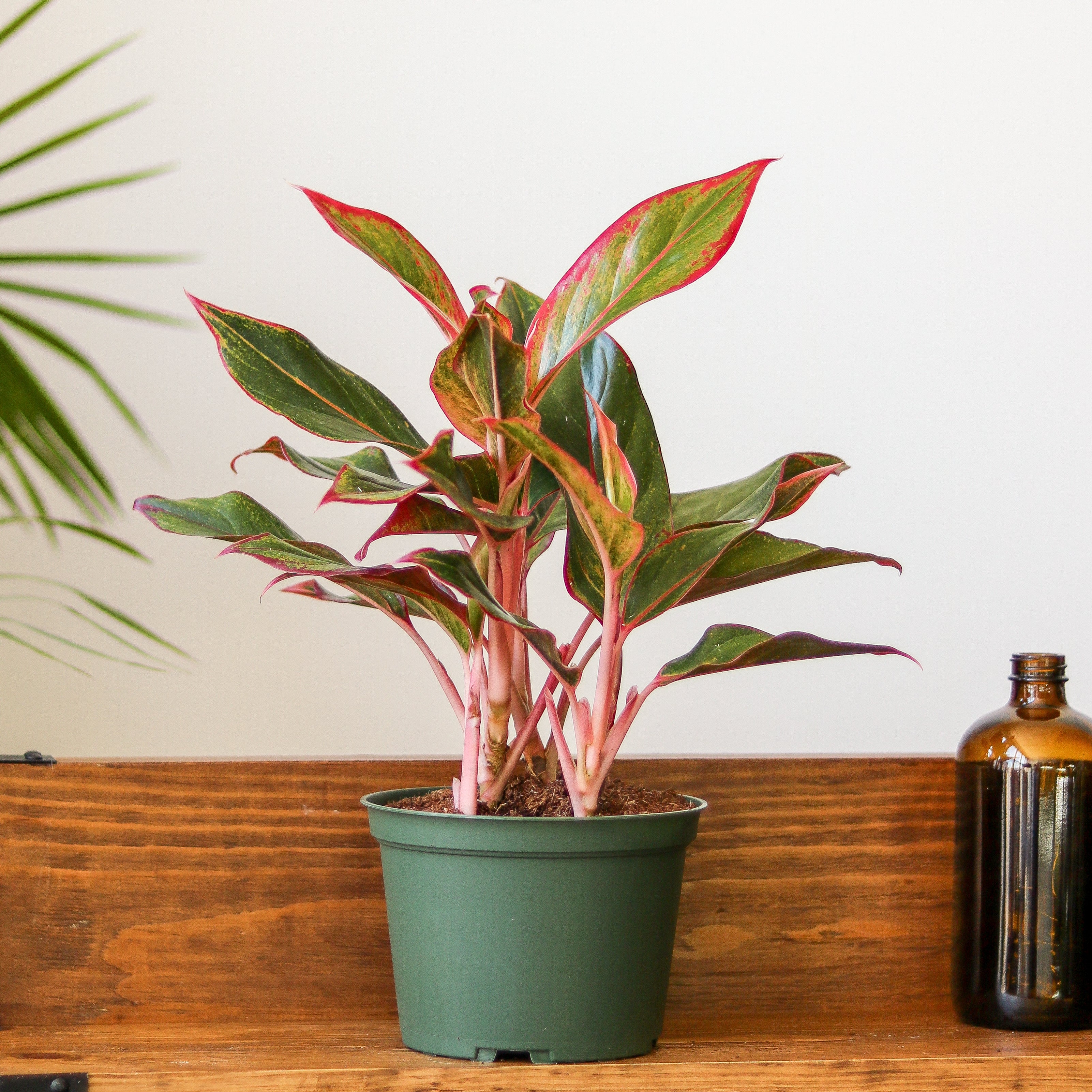 Aglaonema 'Siam Aurora Red' Chinese Evergreen – Northern Ridge Nursery