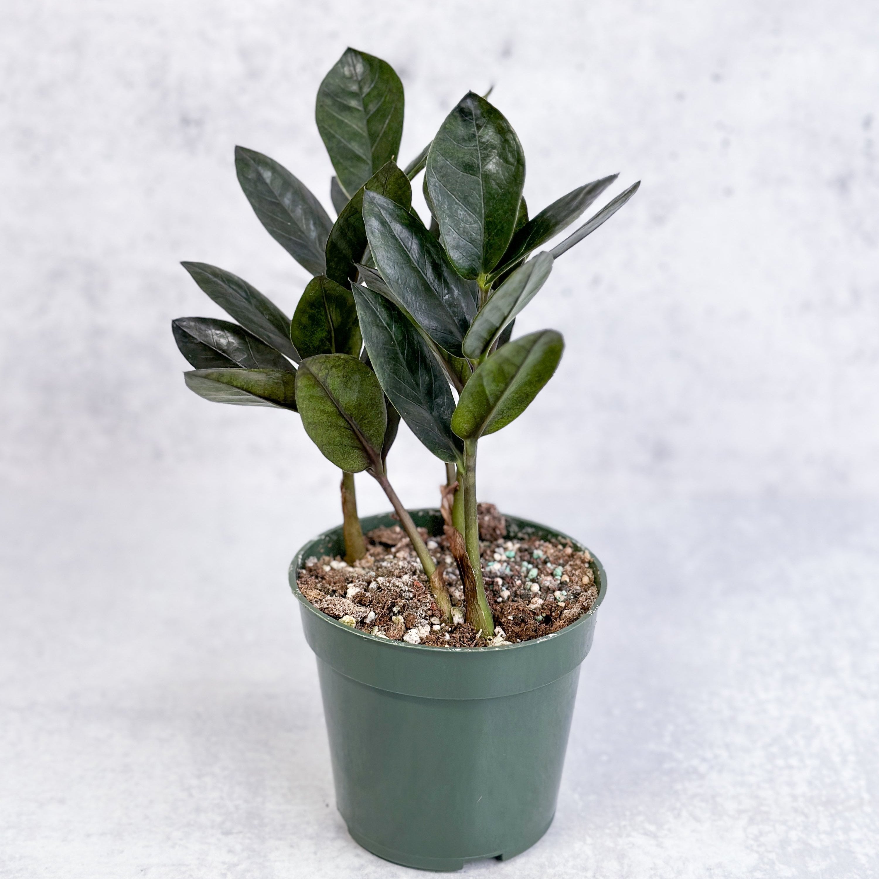 rare zz plant Zamioculcas zamiifolia 'Oscura'