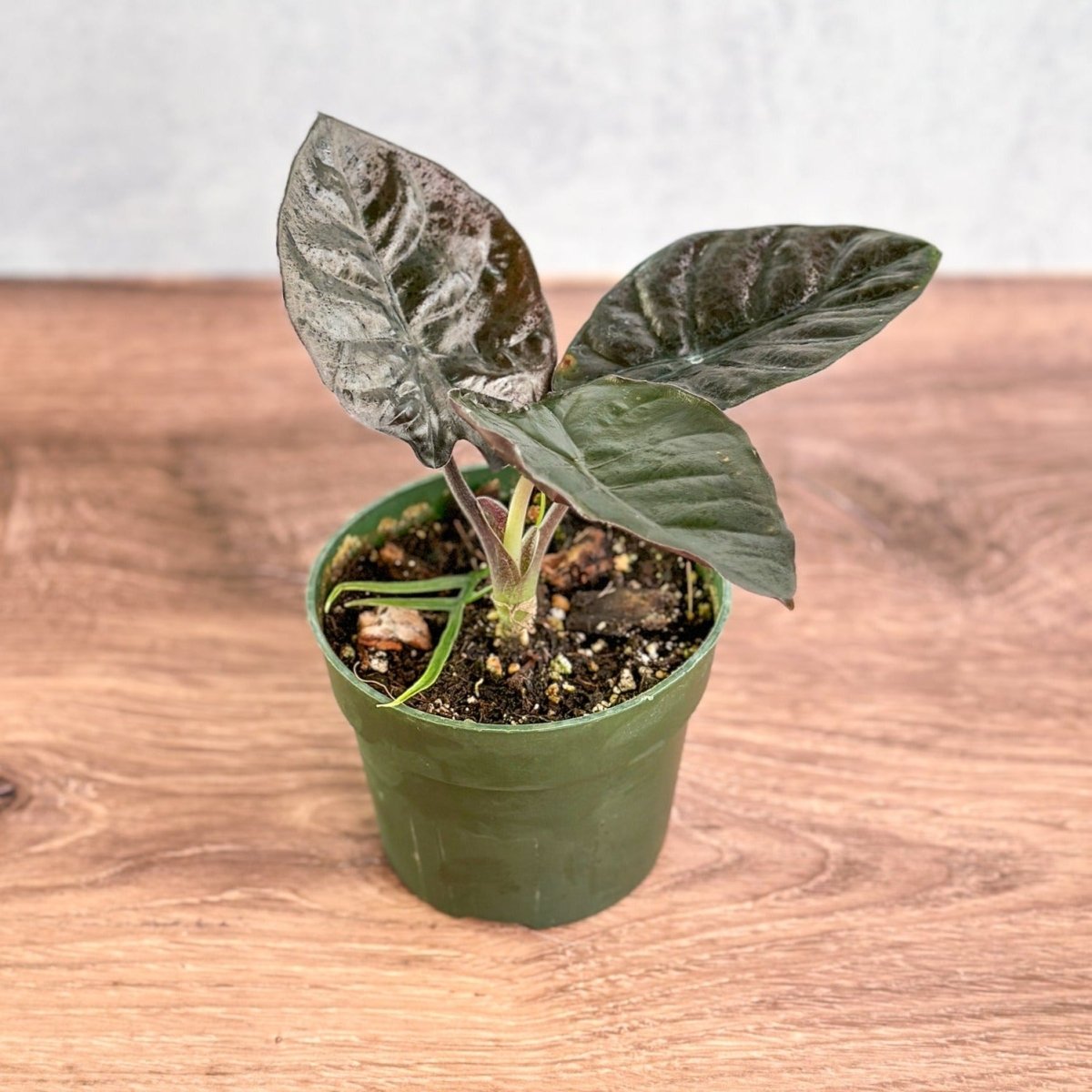purple elephant ear plant indoor Alocasia infernalis 'Kapit'