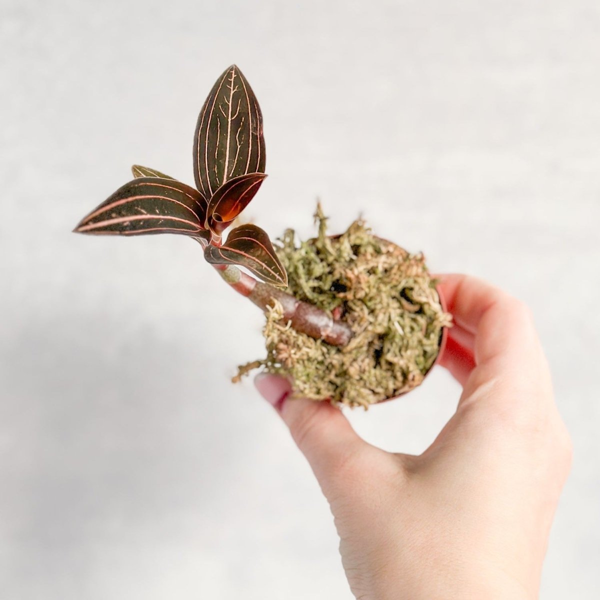 jewel osco house plants Anoectochilus Roxburghii - 'Jewel Orchid'