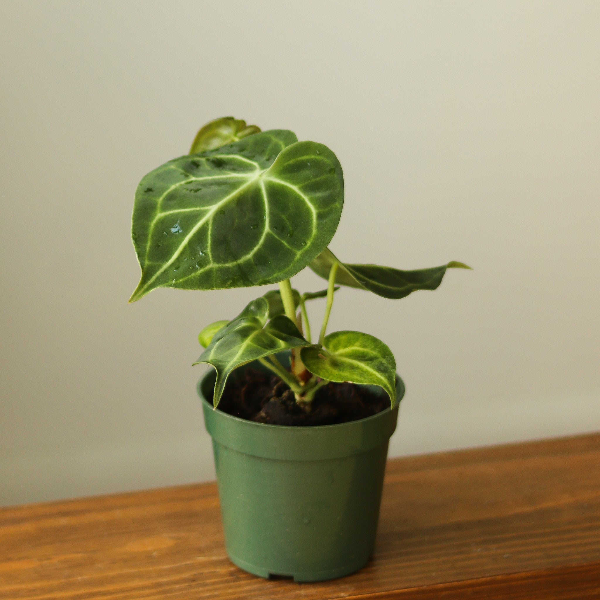 anthurium clarin Anthurium clarinervium – Northern Ridge Nursery