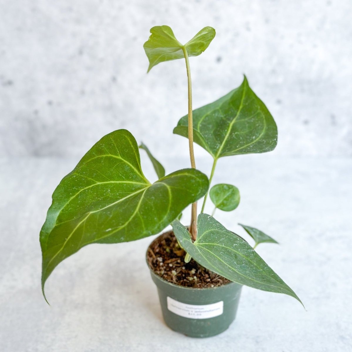 Anthurium clarinervium x pedatoradiatum