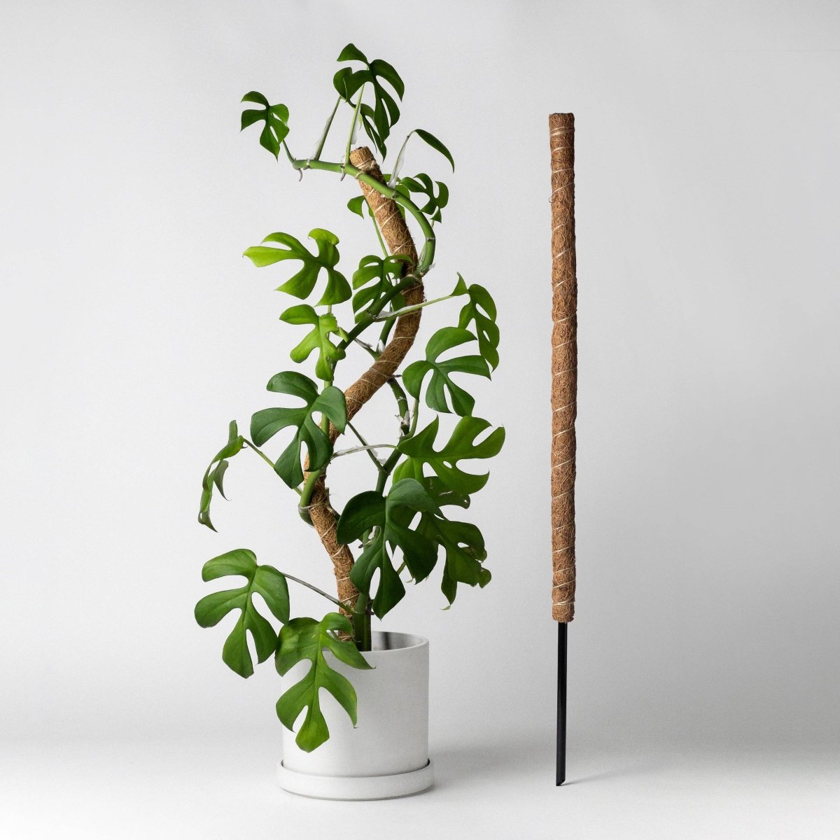 Bendable & Stackable Coco Coir Pole: Support for Climbing Plants – Northern  Ridge Nursery