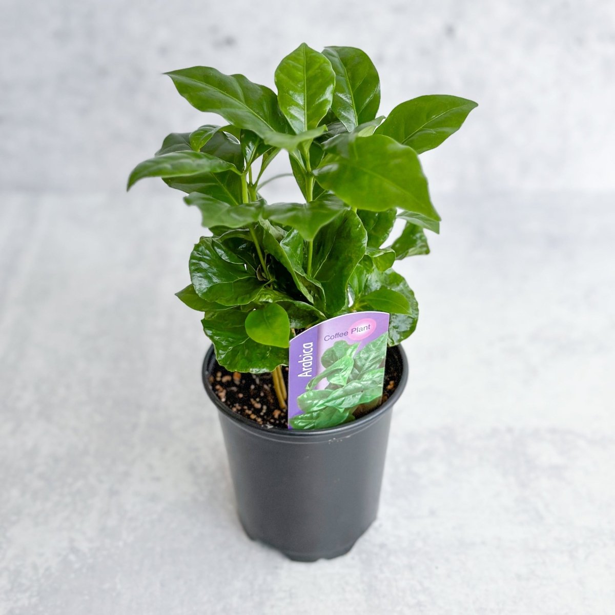 arabica coffee plant fertilizer Coffea Arabica
