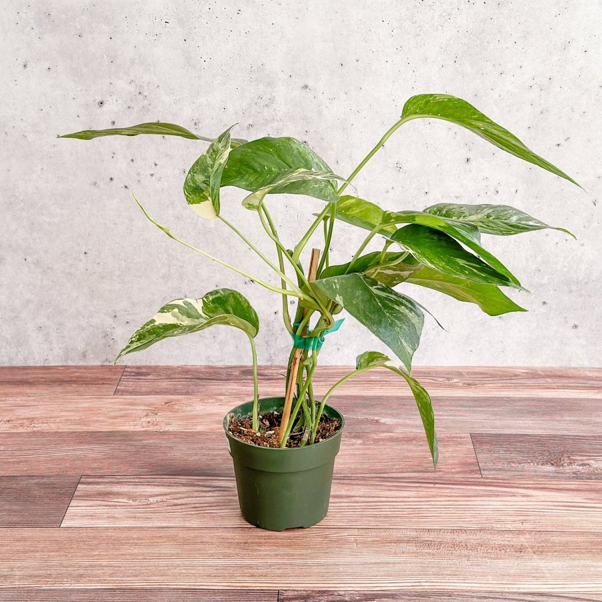 epipremnum pinnatum pothos Epipremnum pinnatum albo – Northern Ridge Nursery