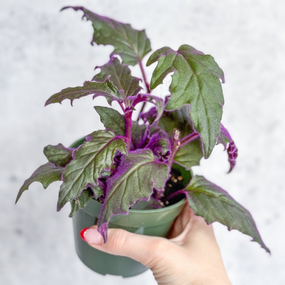 purple passion indoor plant Gynura Aurantiaca 'Purple Passion'
