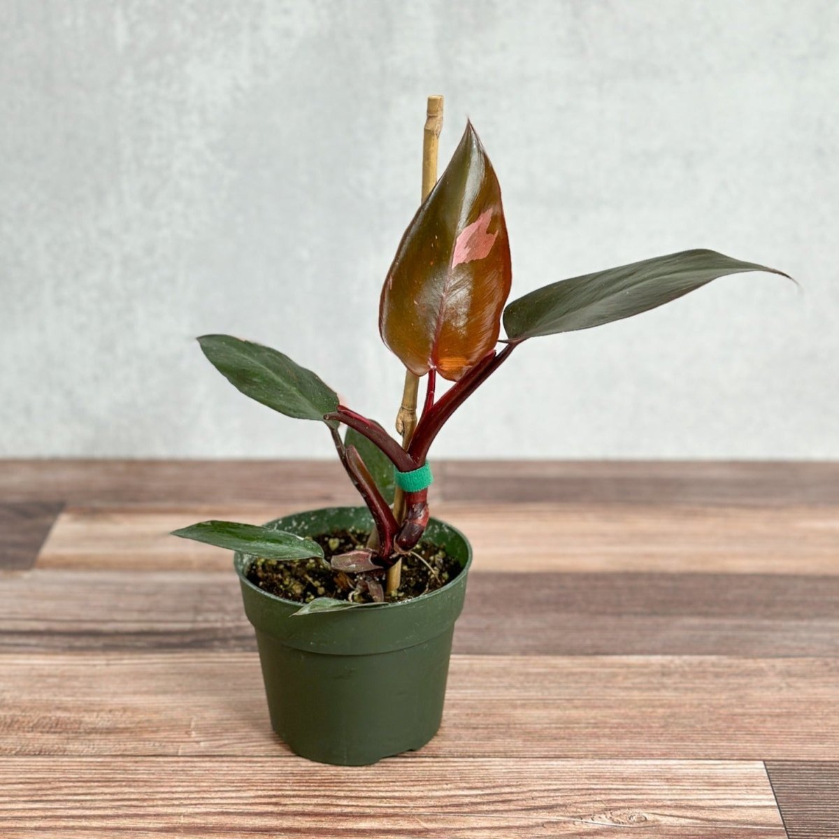 Philodendron Erubescens - 'Pink Princess Burgundy'