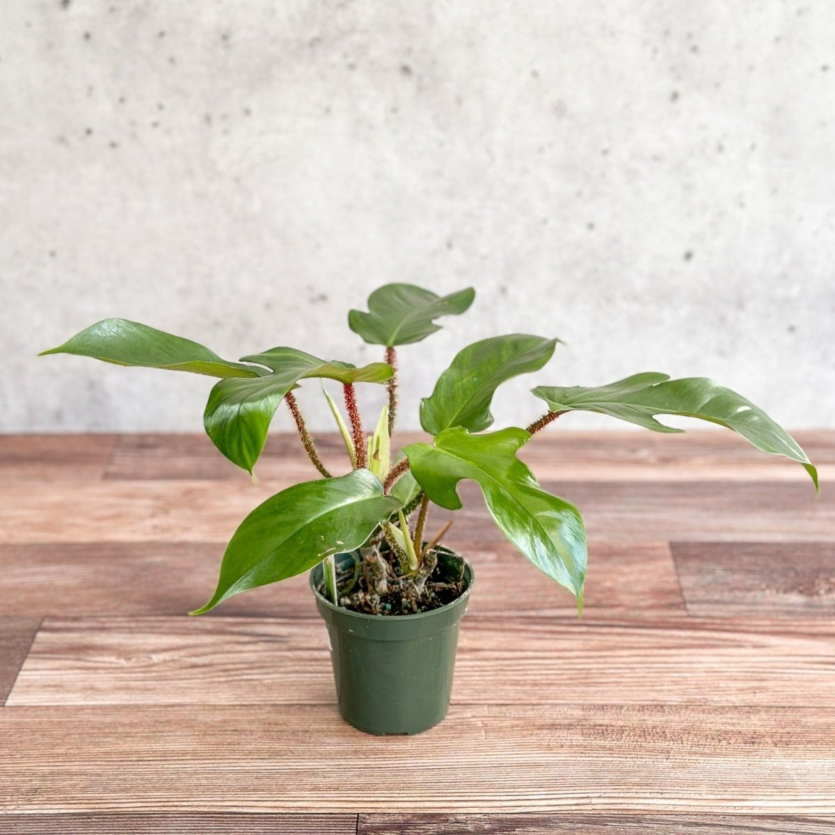 Philodendron squamiferum