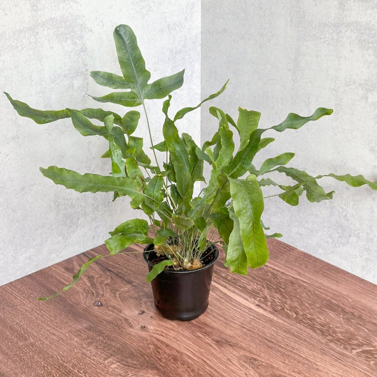 repotting blue star fern Phlebodium Aureum 'Blue Star Fern'