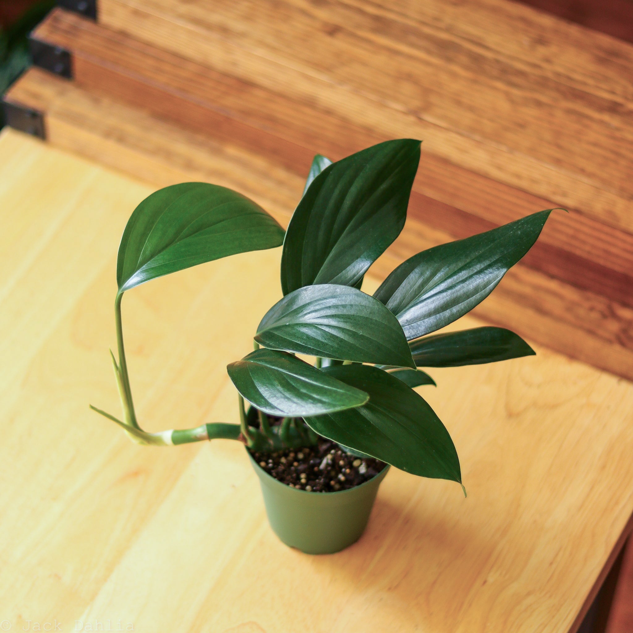 Rhaphidophora Decursiva 'Dragon Tail' – Northern Ridge Nursery
