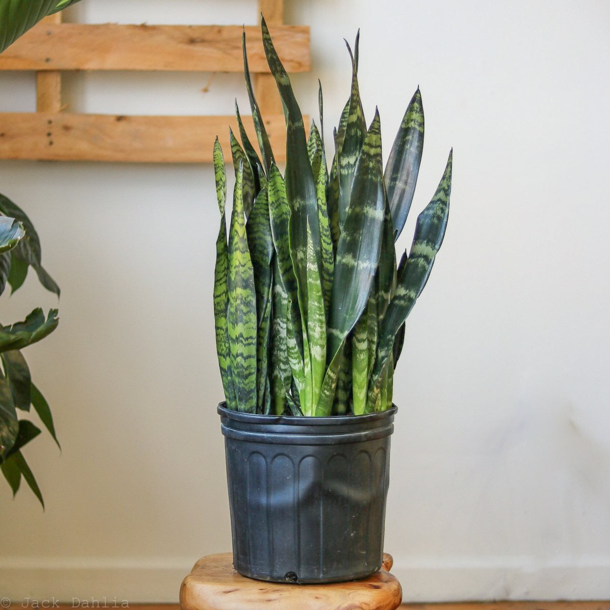 sansevieria spun bamboo Sansevieria zeylanica 'Bowstring Hemp'