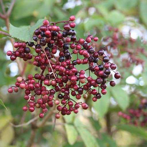American Elderberry Bush - Northern Ridge Nursery