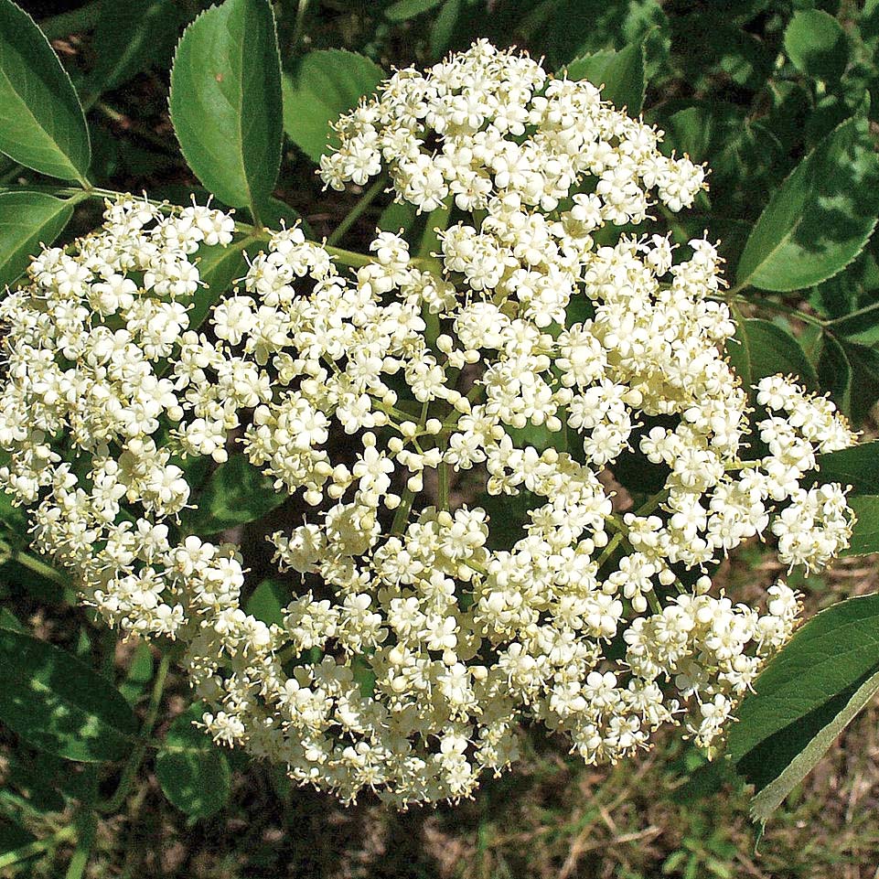 American Elderberry Bush - Northern Ridge Nursery
