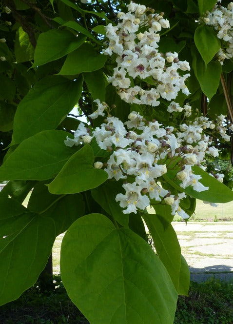 Northern Catalpa Tree - Northern Ridge Nursery