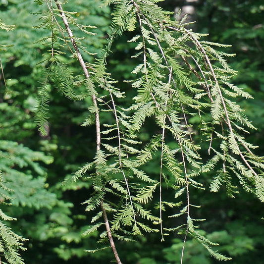 Dawn Redwood Tree - Northern Ridge Nursery