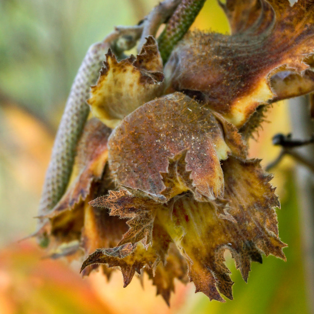 Buy Trees and Shrubs Online American Hazelnut Tree Northern Ridge