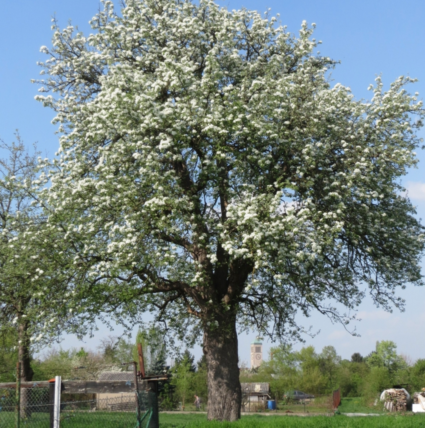 Honeycrisp Apple Tree - Bare Root, Multiple Sizes | Malus domestica 'Honeycrisp'