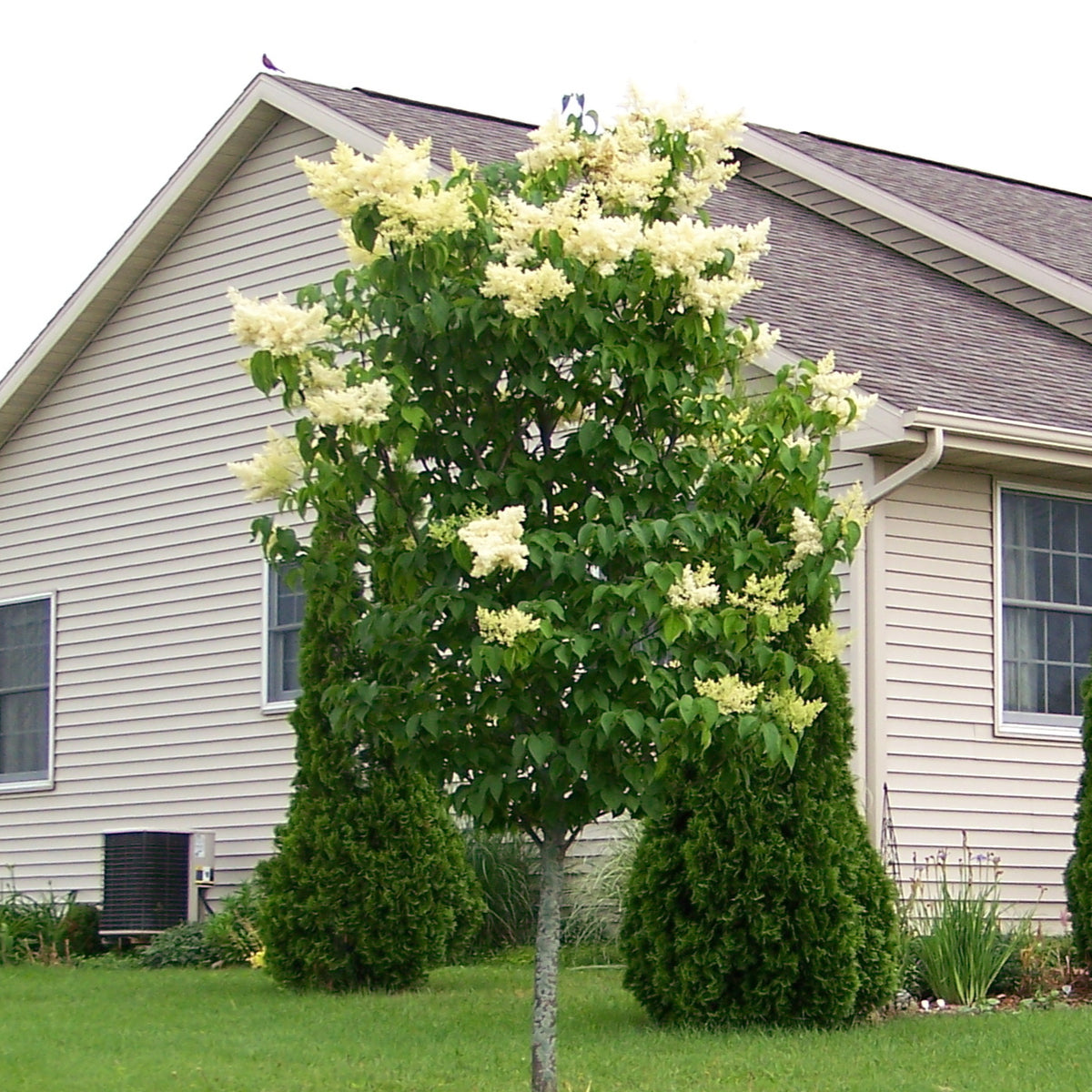 can you plant lilac tree near house Japanese Lilac Tree | USDA Zones 3-7 | 2-3 Foot