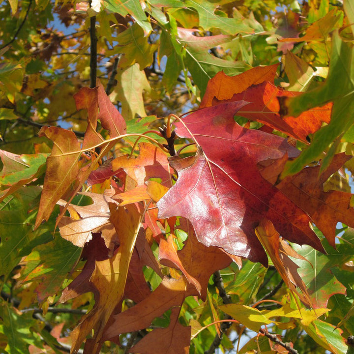 Buy Trees and Shrubs Online -Red Oak Tree (2-3 Foot) - Northern Ridge Nursery