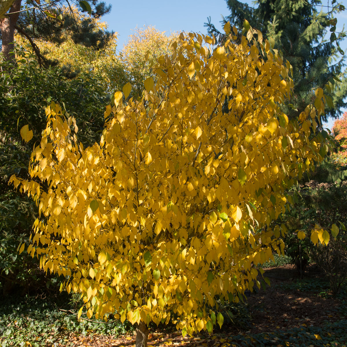 Spicebush - Northern Ridge Nursery