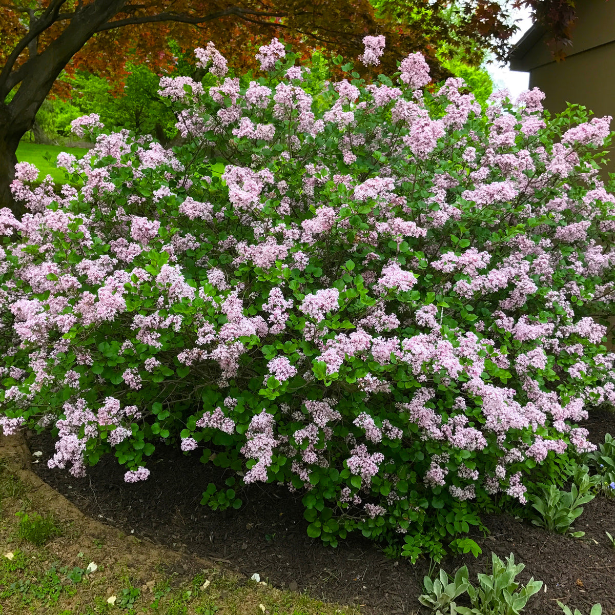 Old Fashioned Lilac Bush - Bare Root, 18-24 in | Syringa vulgaris