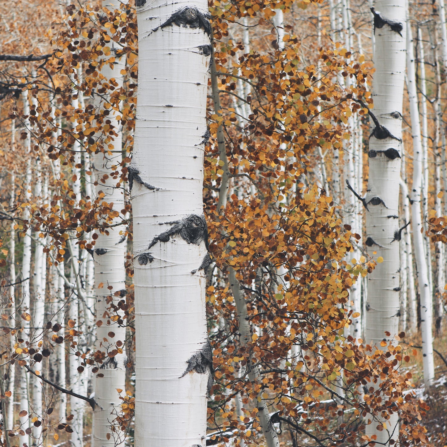 Paper White Birch Tree - Northern Ridge Nursery