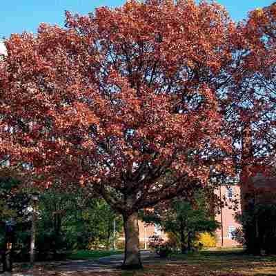Red Oak Tree - Northern Ridge Nursery