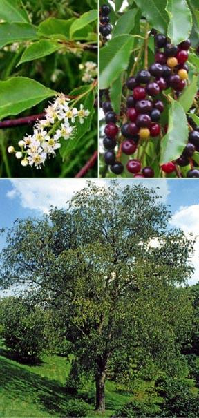 Wild Black "Rum" Cherry Tree - Northern Ridge Nursery
