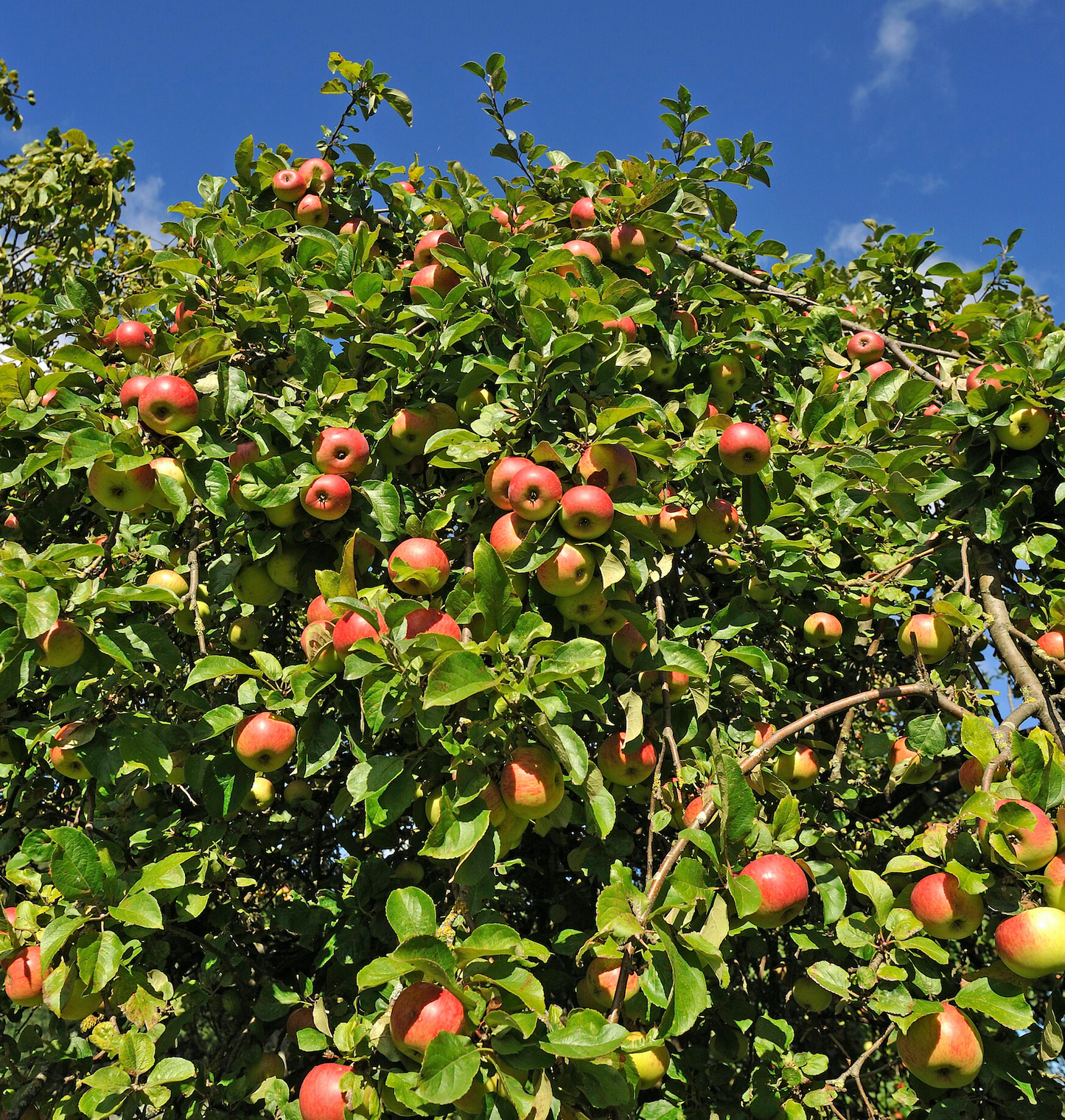 Gala Apple Tree - Semi-dwarf - Bare Root, Multiple Sizes | Malus domestica 'Gala'