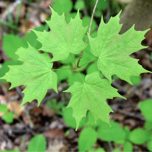 Sugar Maple Tree - Northern Ridge Nursery