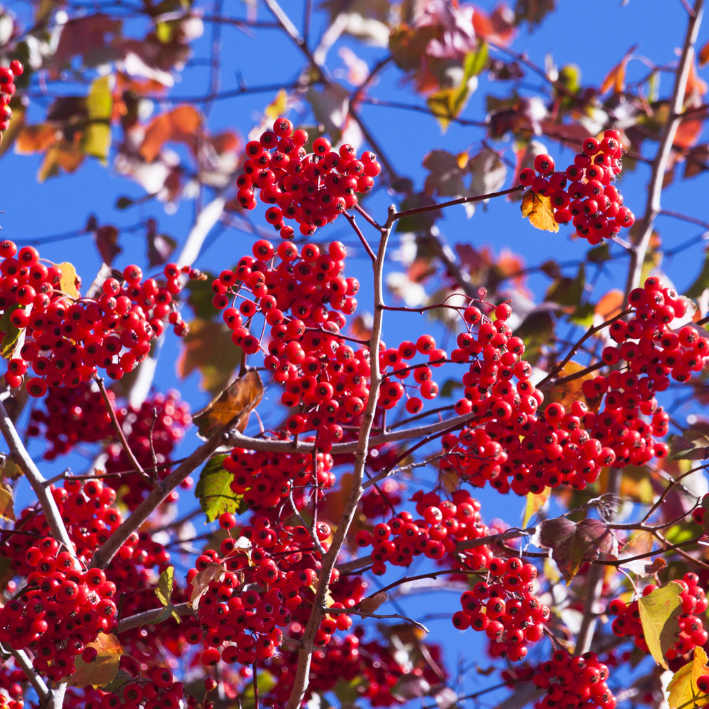 Buy Trees and Shrubs Online Washington Hawthorn Tree Northern Ridge