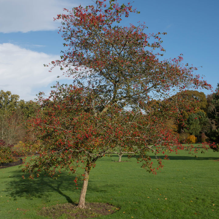 Washington Hawthorn Tree - Northern Ridge Nursery