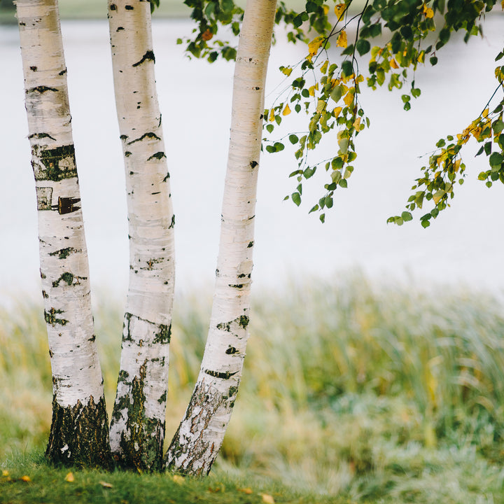 Buy Trees and Shrubs Online -Paper White Birch Tree (3 Pack) (18-24 Inches) - Northern Ridge Nursery