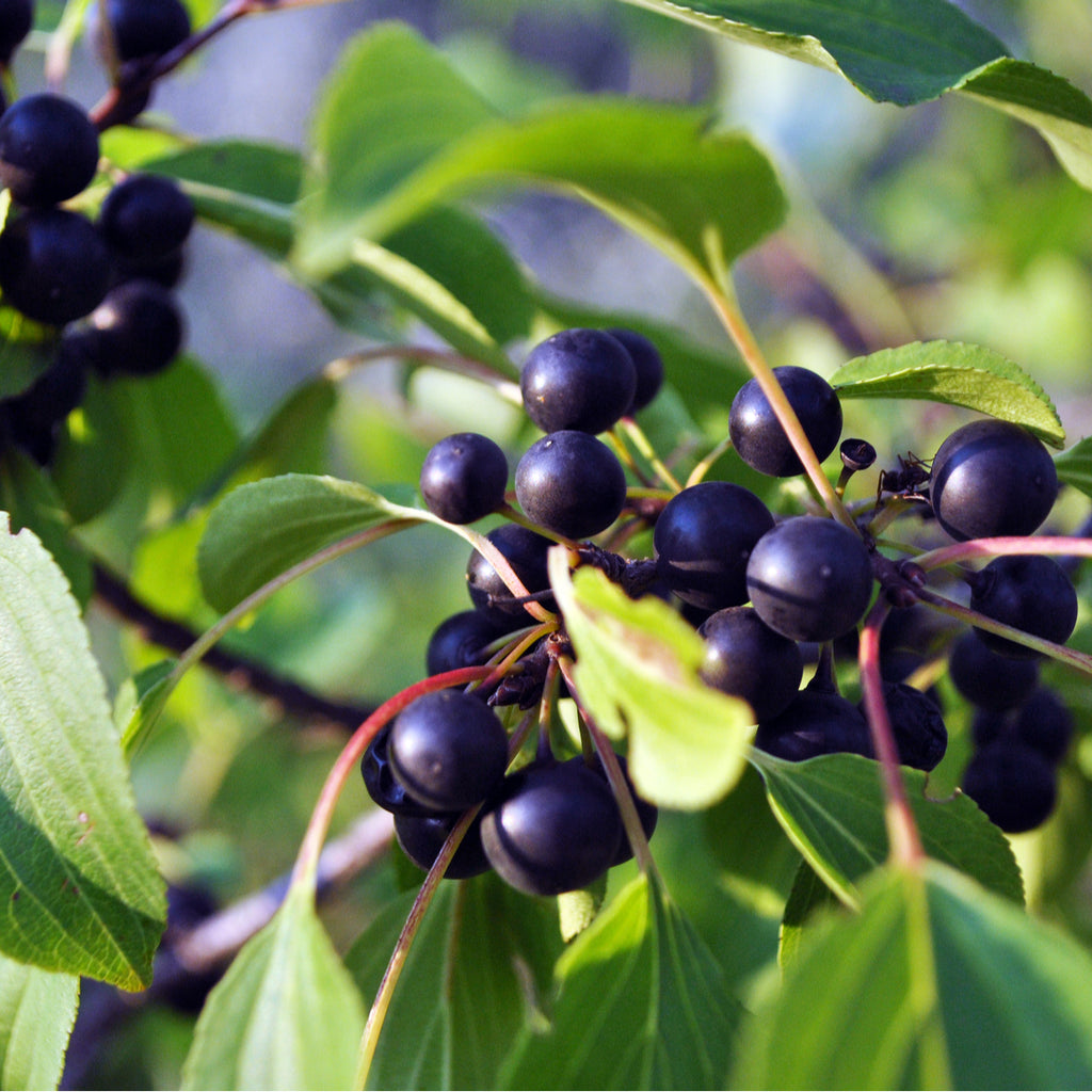 Buy Trees and Shrubs Online Black Rum Cherry Tree Northern Ridge Nursery