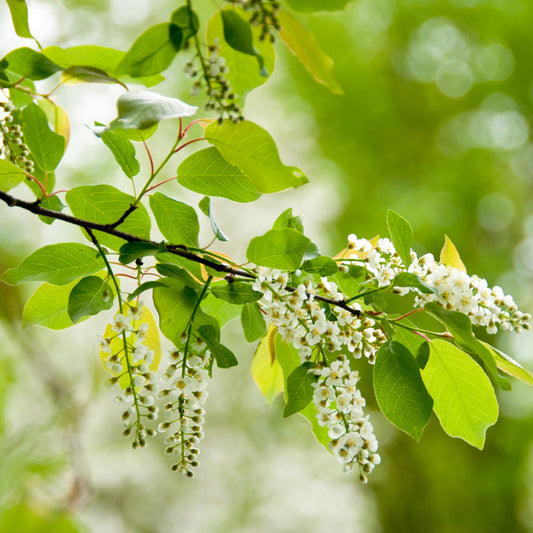 Wild Black "Rum" Cherry Tree - Northern Ridge Nursery