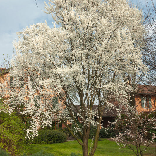 Wild Plum Tree - Northern Ridge Nursery