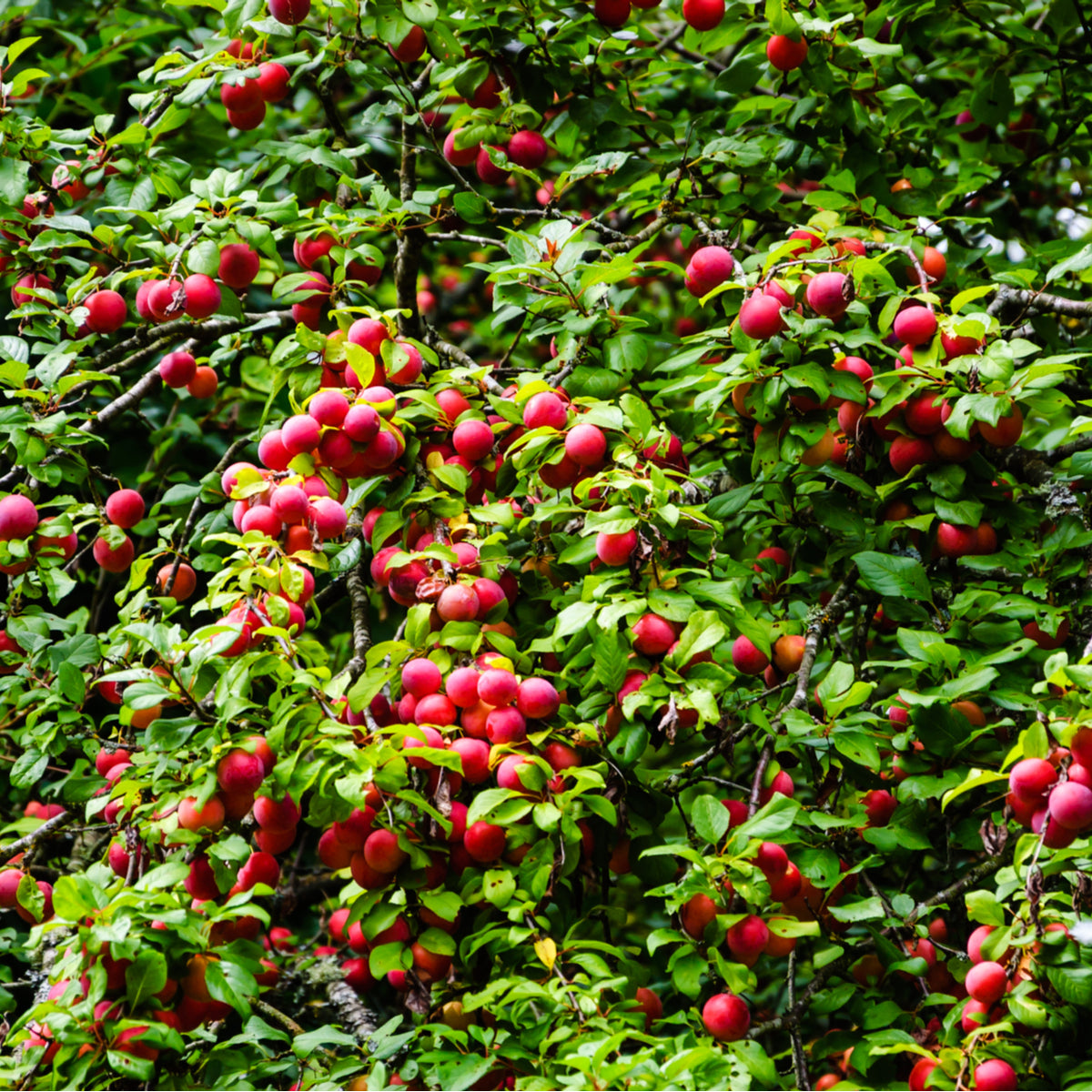 Wild Plum Tree - Northern Ridge Nursery