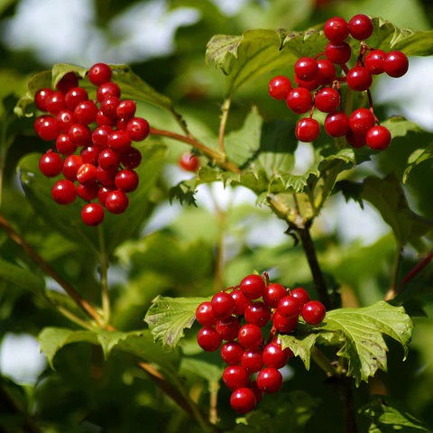 Buy Trees and Shrubs Online -American Cranberry Bush (18-24 Inch) - Northern Ridge Nursery