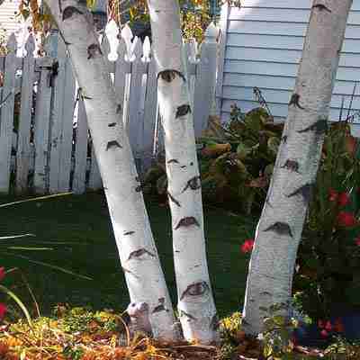 Paper White Birch Tree (3-Pack) - Bare Root, 18-24 in | Betula papyrifera
