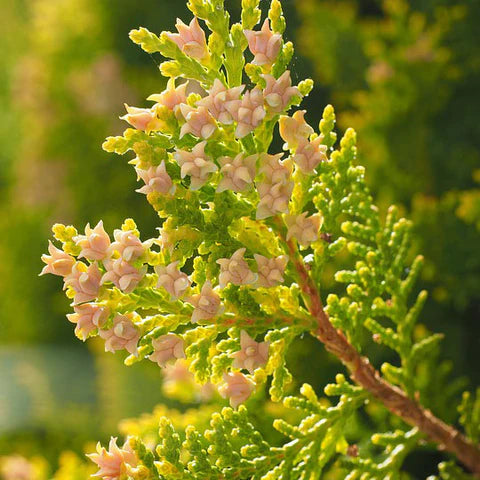 Caring for Your Thuja occidentalis: A Guide to Maintaining a Healthy and Beautiful Eastern White Cedar (American Arborvitae)