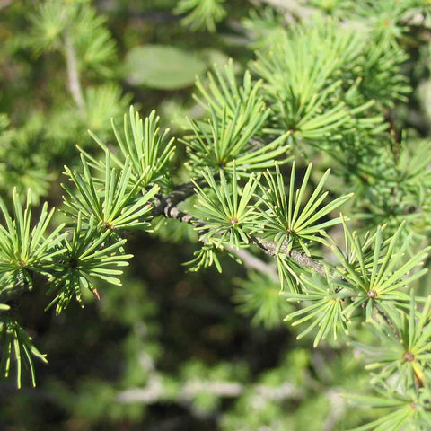 Caring for the Eastern Larch: A Guide to Growing Larix Laricina
