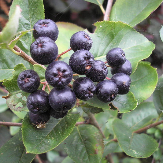 Unlock the Power of Aronia Bush: Top Benefits & Care Tips