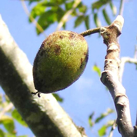 The Fascinating World of Butternut Trees (Juglans cinerea L.)