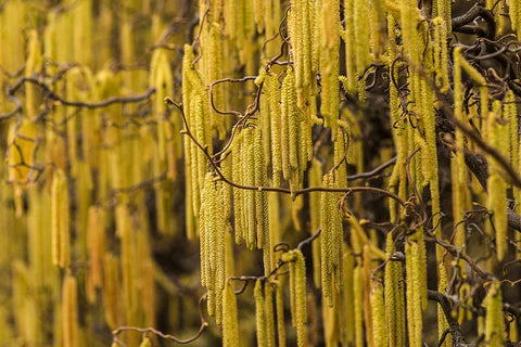 Growing and Caring for American Hazelnut (Corylus Americana): A Complete Guide