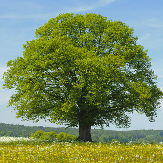 Grow Your Garden: Discover the Charm of Small Leaf Linden Trees