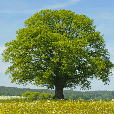 Caring for Your Littleleaf Linden (Tilia cordata): Tips for a Healthy and Beautiful Tree